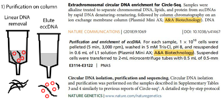 A&A Bio的环状DNA纯化柱