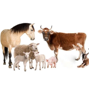 牛羊马相关疾病病原菌检测