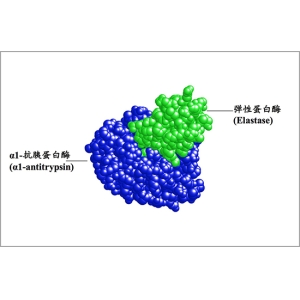 丝氨酸蛋白酶下游工艺