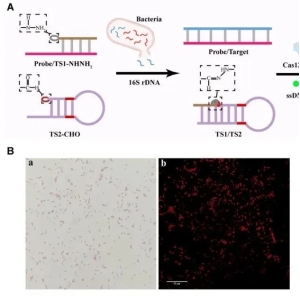 NAR | 上海大学李根喜/张娟开发腙介导的CRISPR/C
